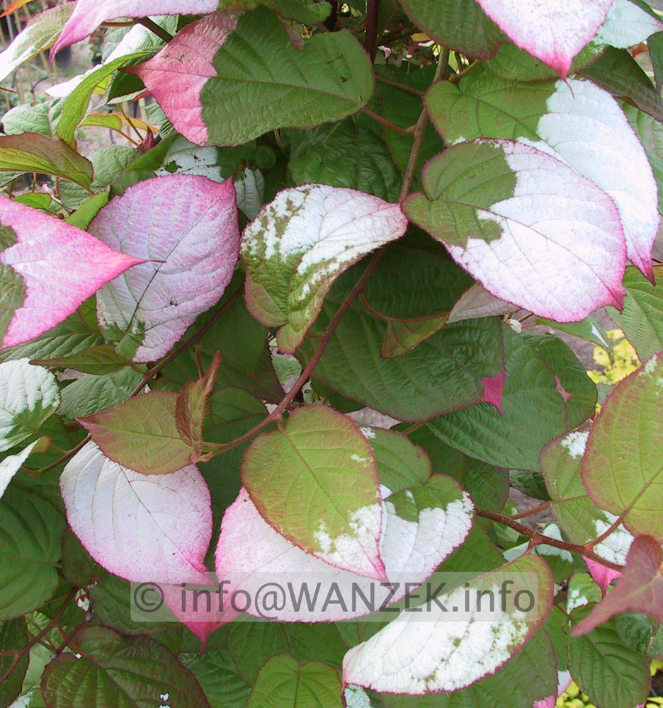 Actinidia kolomikta - Detail.jpg